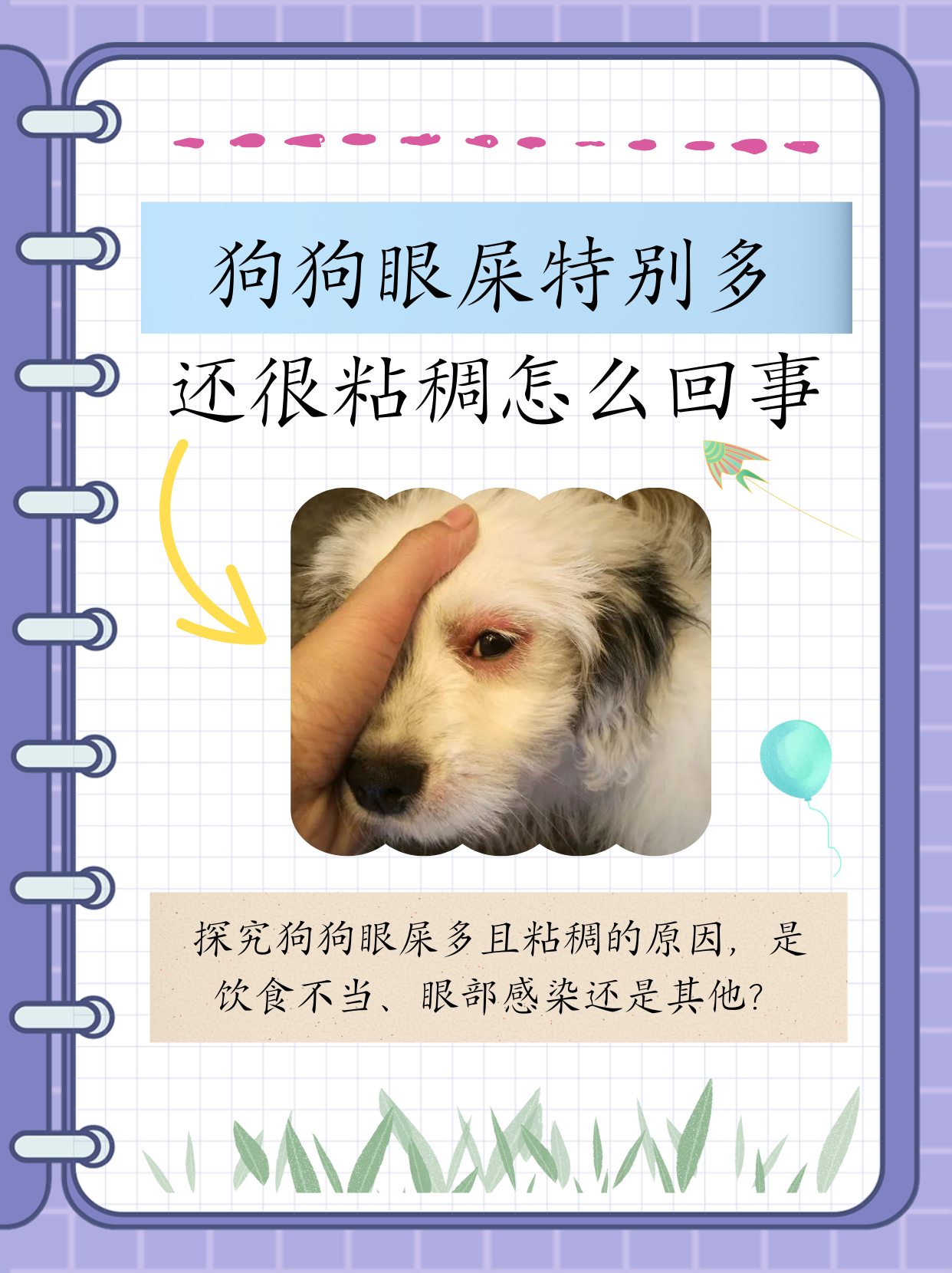 犬瘟脓性眼屎图片