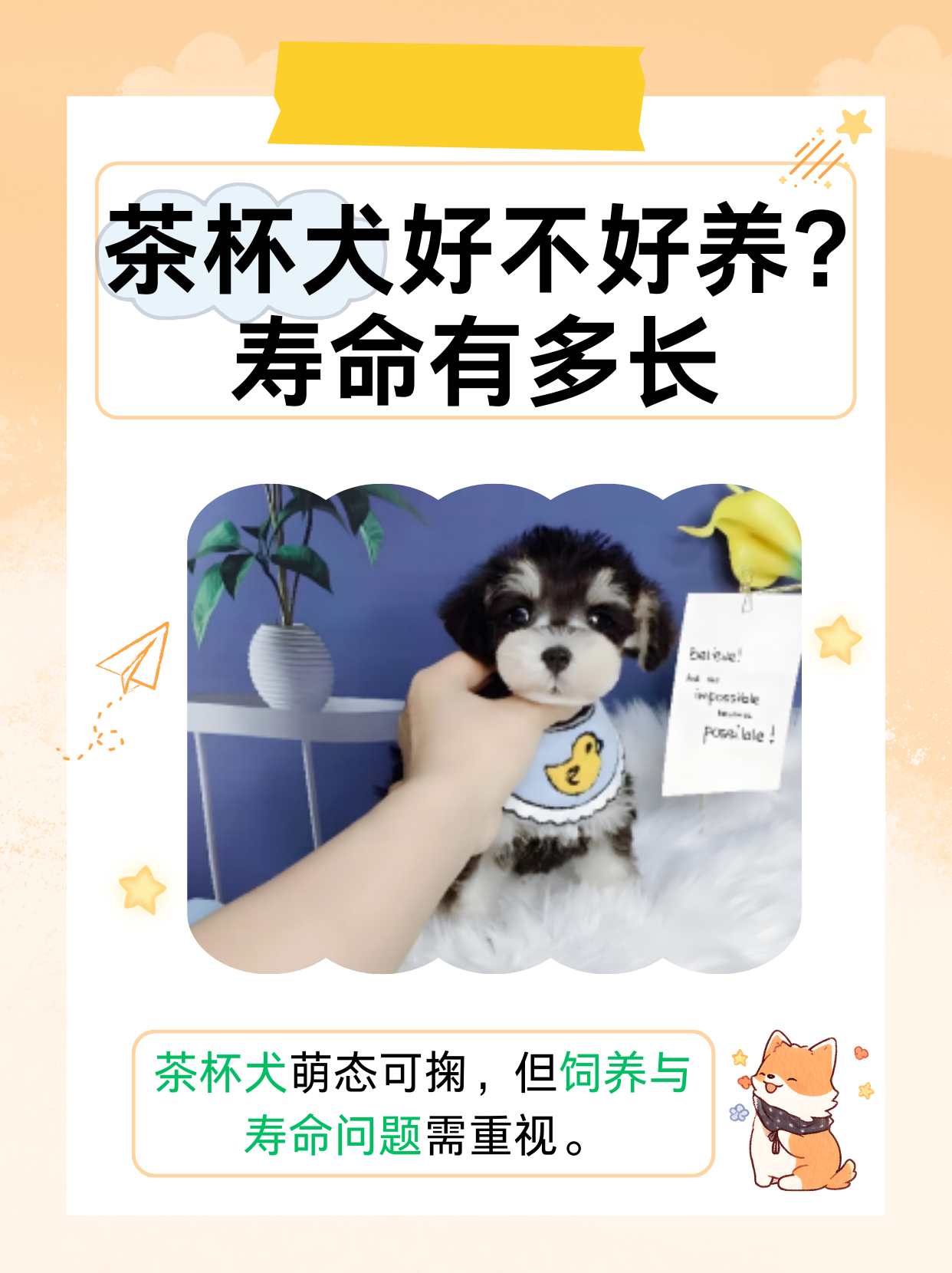 茶杯犬1元一只 寿命图片