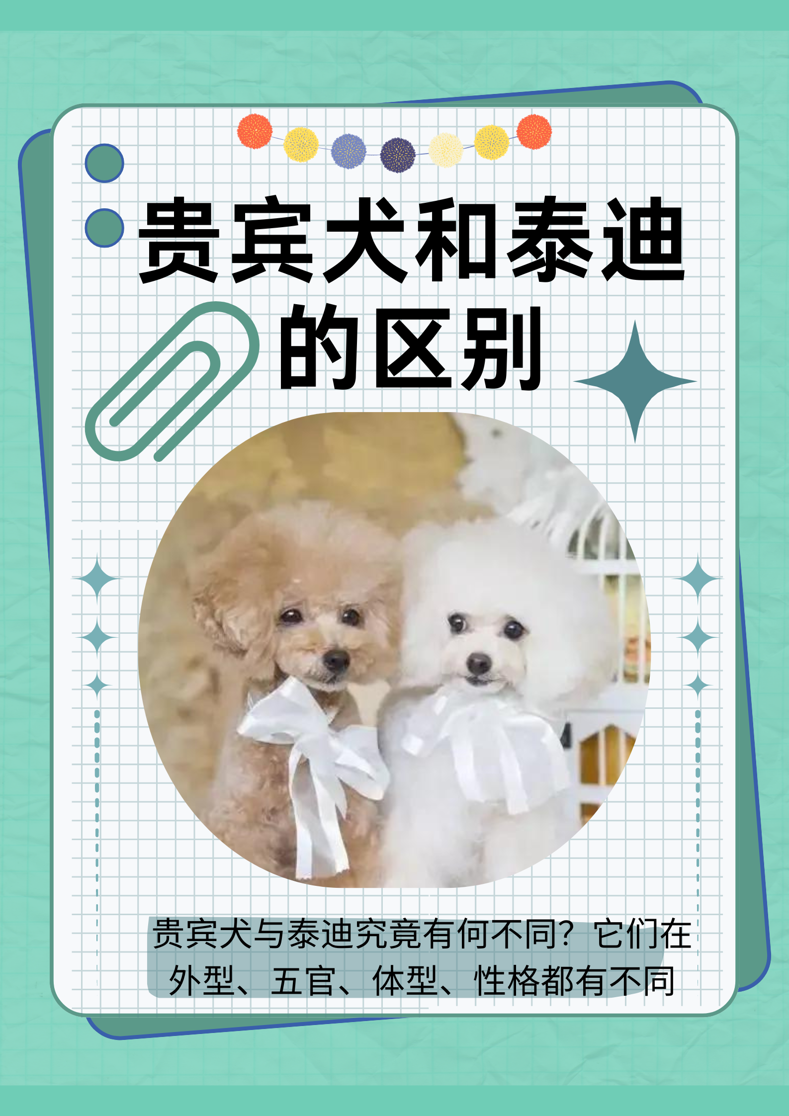 贵宾犬和泰迪的区别