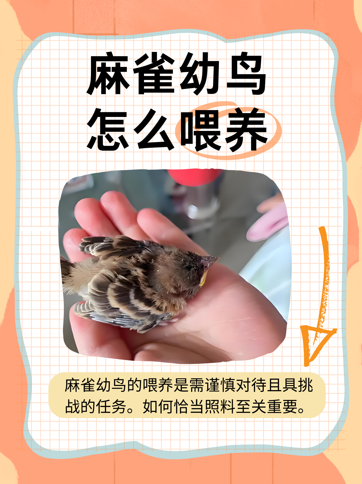 麻雀幼鸟怎么喂养