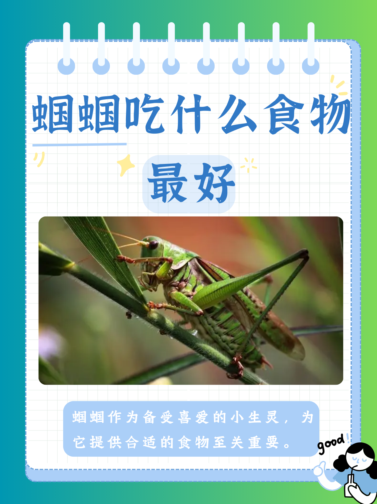 蝈蝈吃什么食物最好