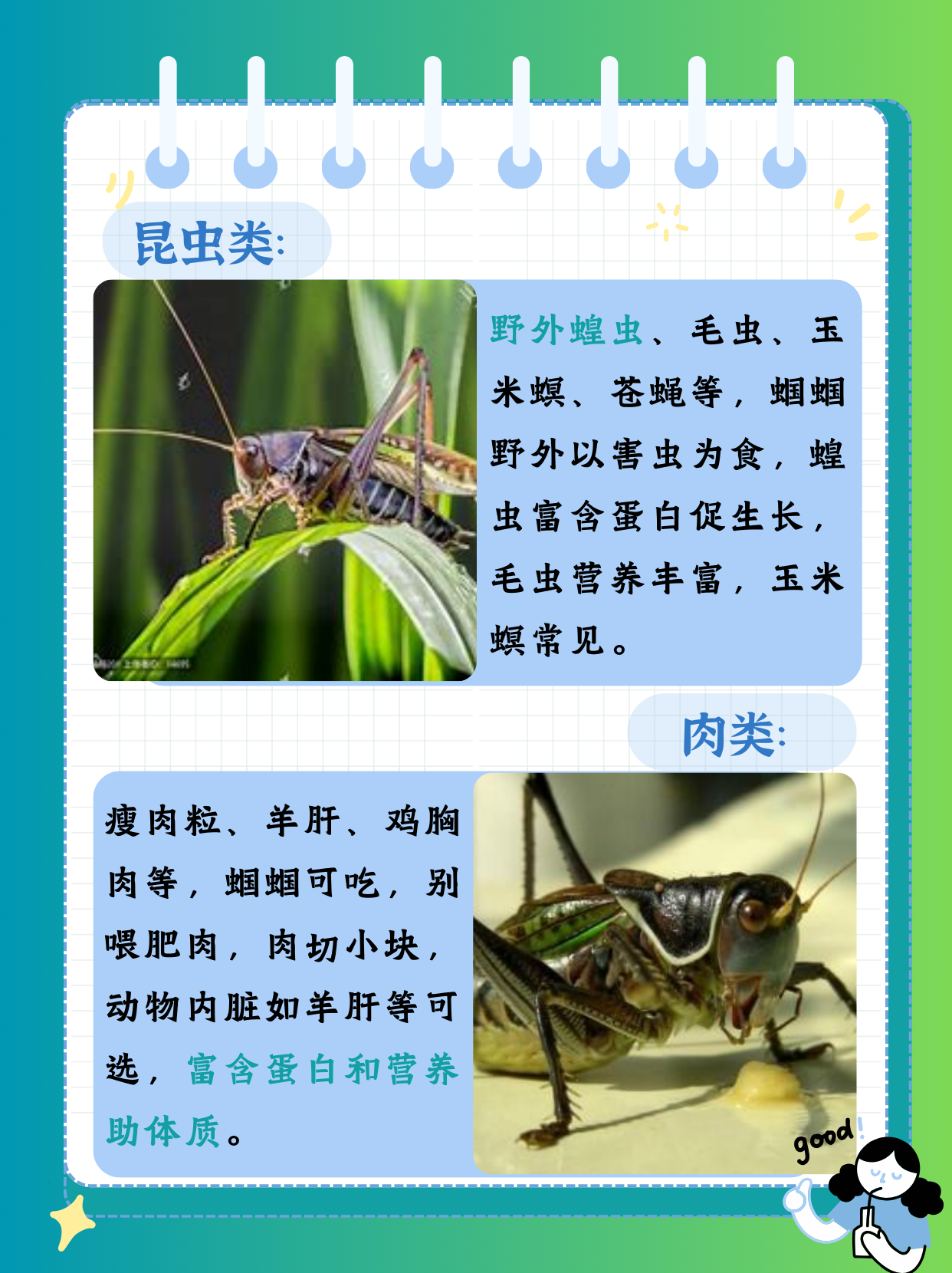 蝈蝈吃什么食物最好