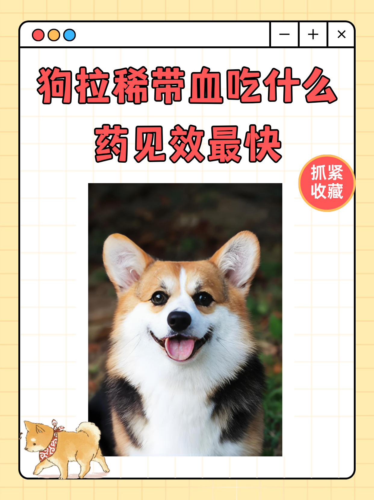 狗狗拉稀便血吃什么药