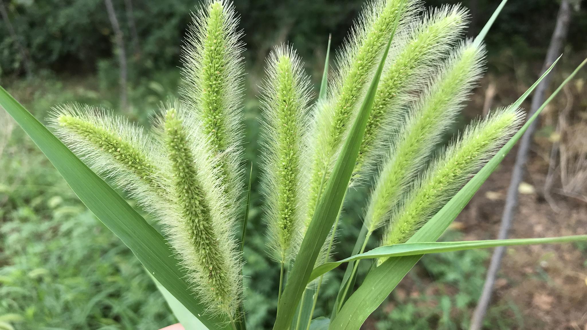 "狗尾巴草"是个宝,用它来煮水喝,或能帮助解决这4个常见问题