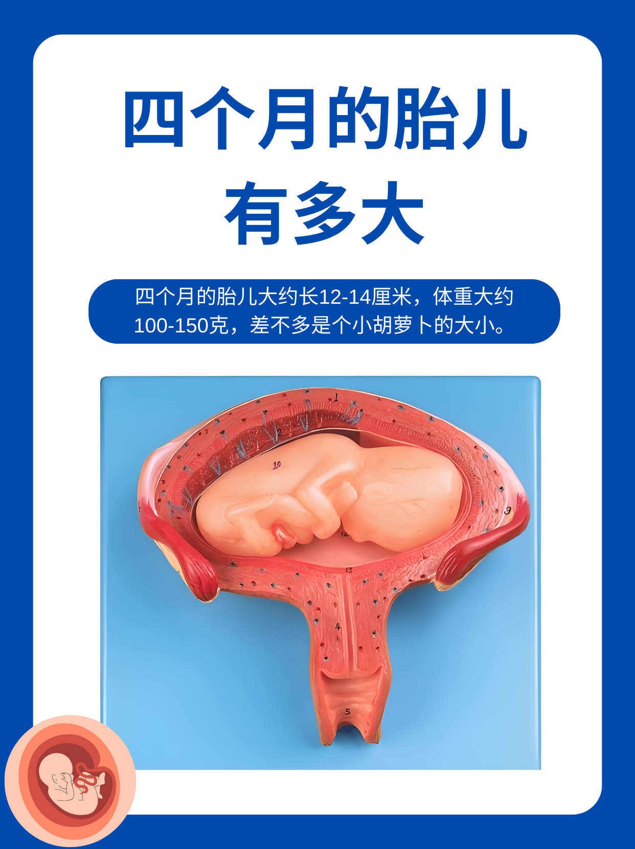 四个月的胎儿有多大