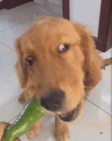 金毛:没有狗比我更懂生活的乐趣