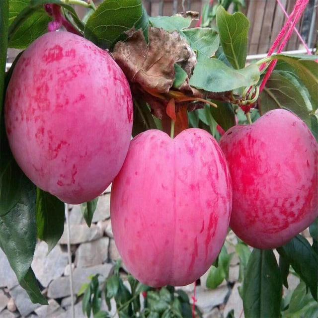 金西梅树苗品种介绍,早熟丰产口感好