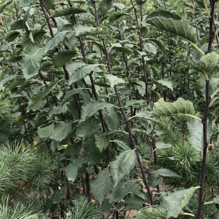 金西梅树苗品种介绍,早熟丰产口感好