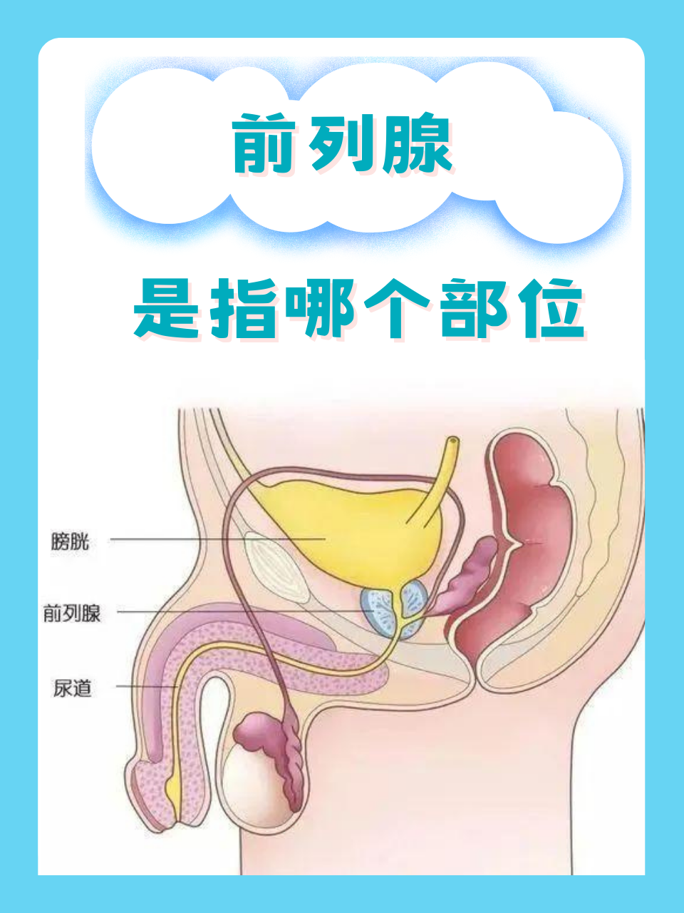 前列腺对男人的重要性,藏得有多深?