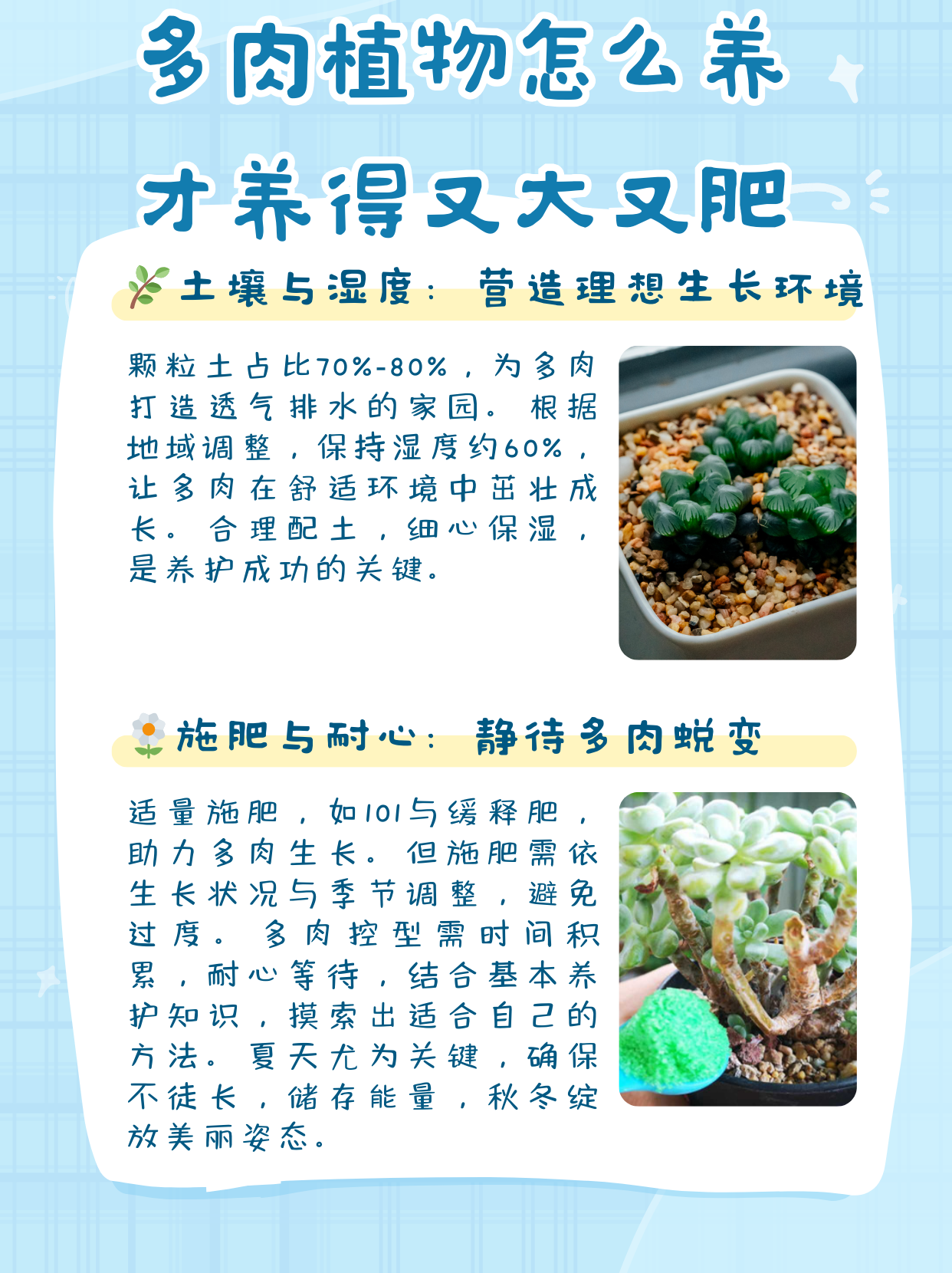 多肉植物怎么养才养得又大又肥