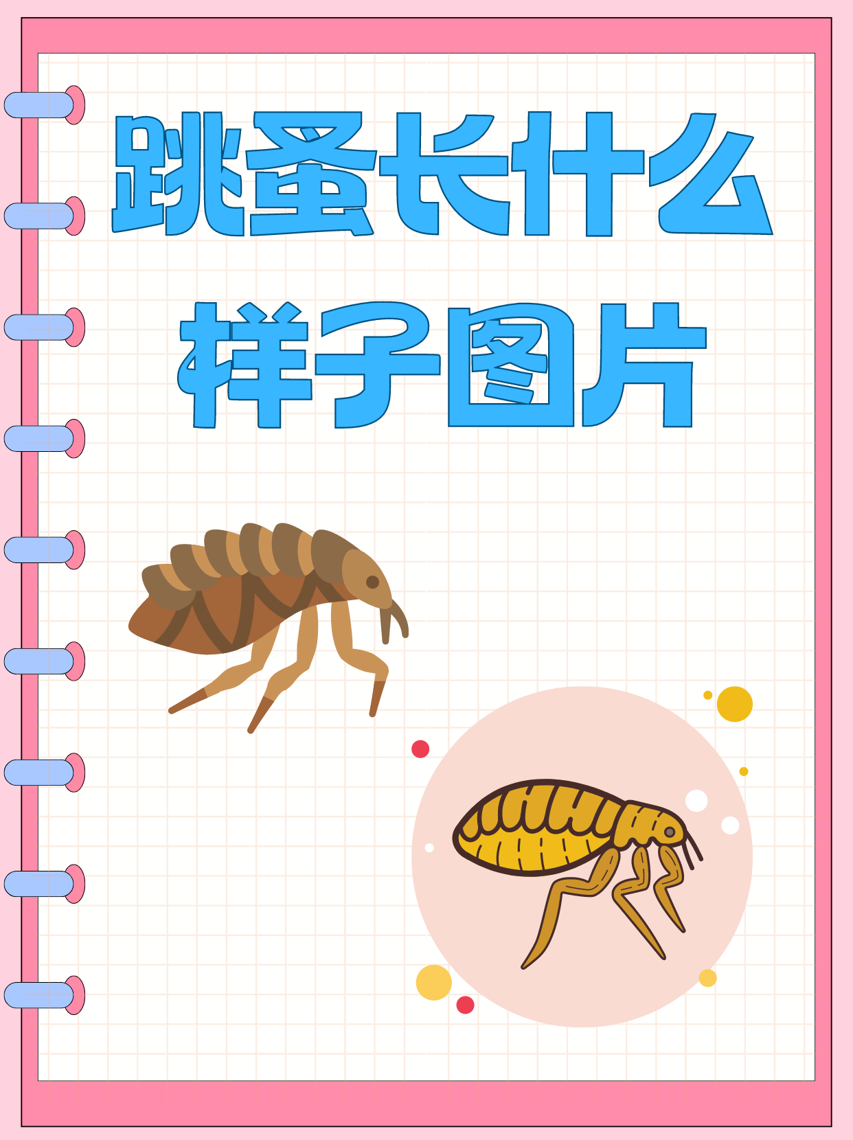 跳蚤长什么样子图片