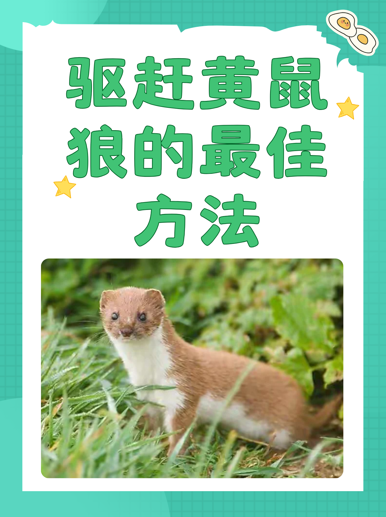 黄鼠狼为什么怕鹅是怎么回事为什么在线 黄鼠狼为什么怕鹅是怎么回事为什么在线