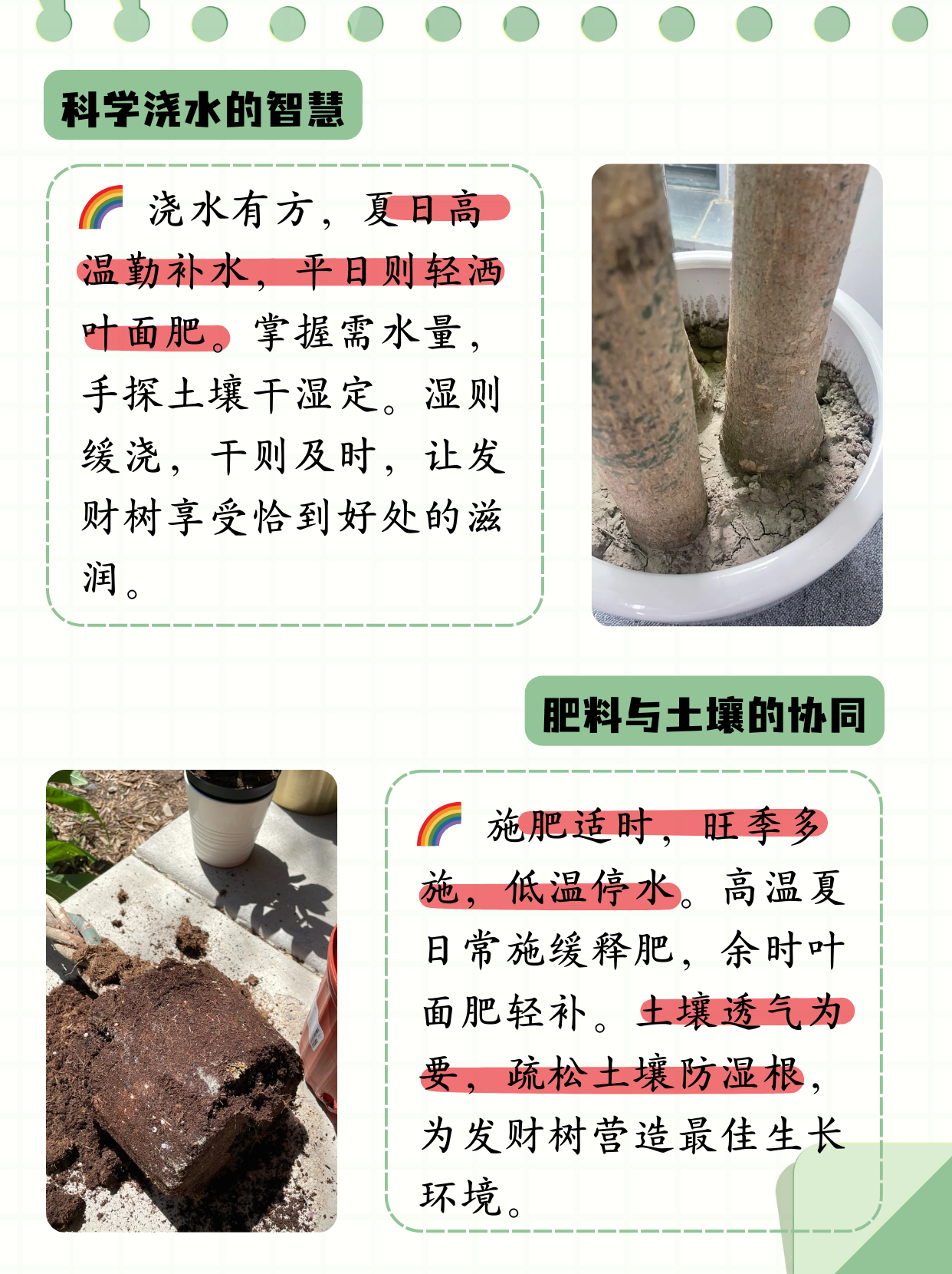 发财树叶子发黄脱落怎样挽救