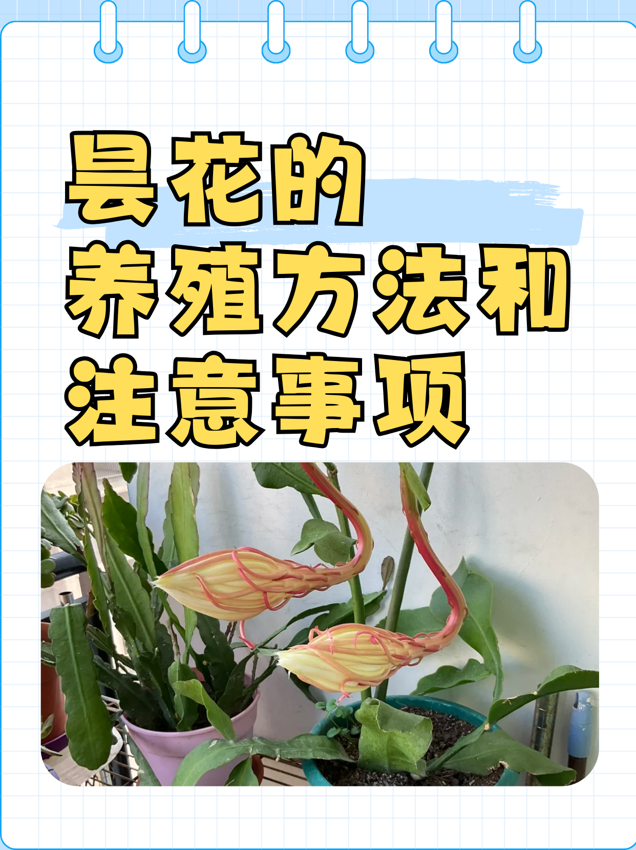 昙花的养殖方法和注意事项