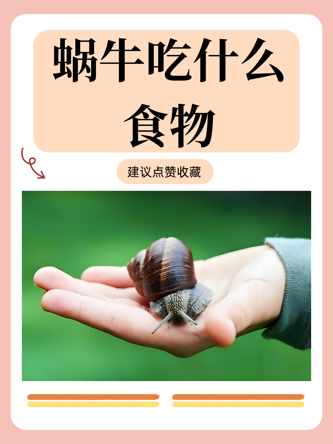 蜗牛吃什么食物