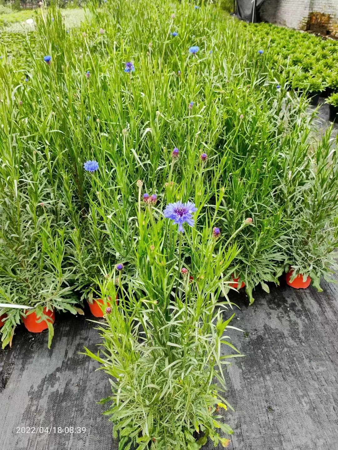 矢车菊有什么特点和特性吗?