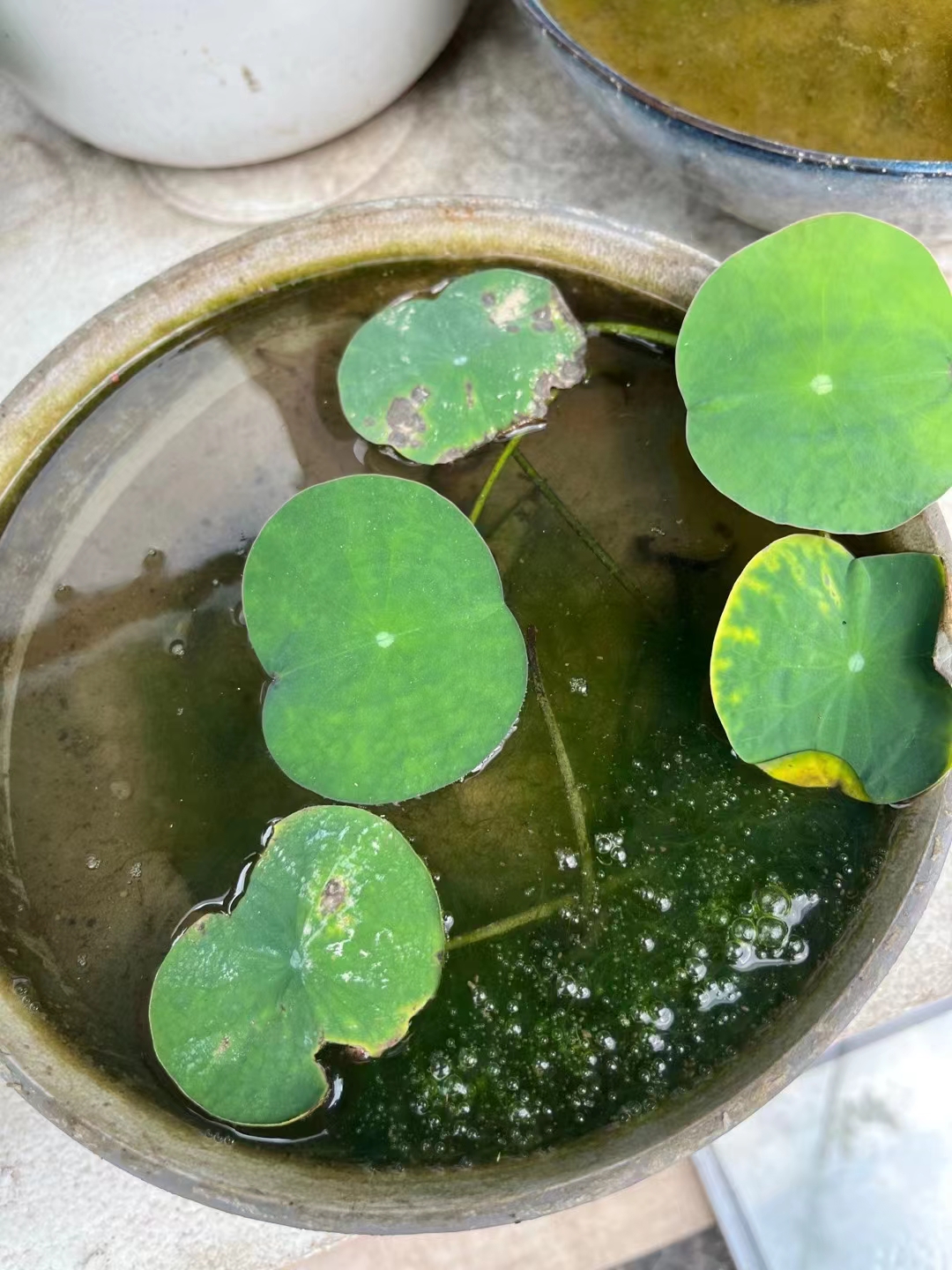 碗莲可以用土栽吗?