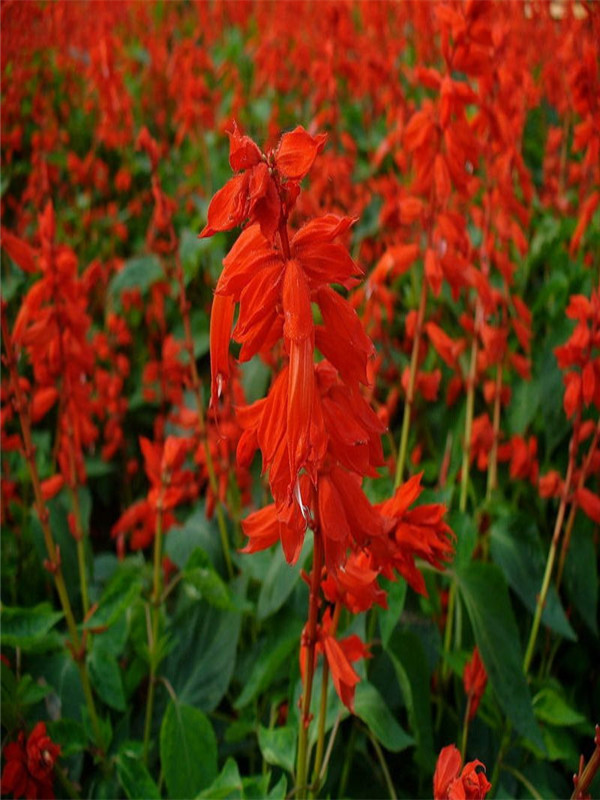 一串红什么季节开花