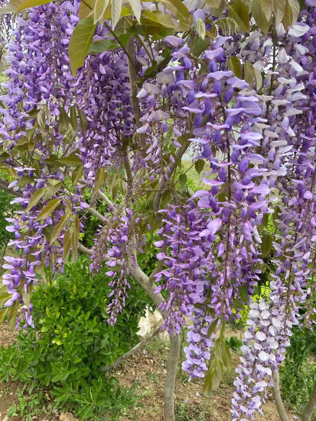 紫藤树北方冬天能不能冻死