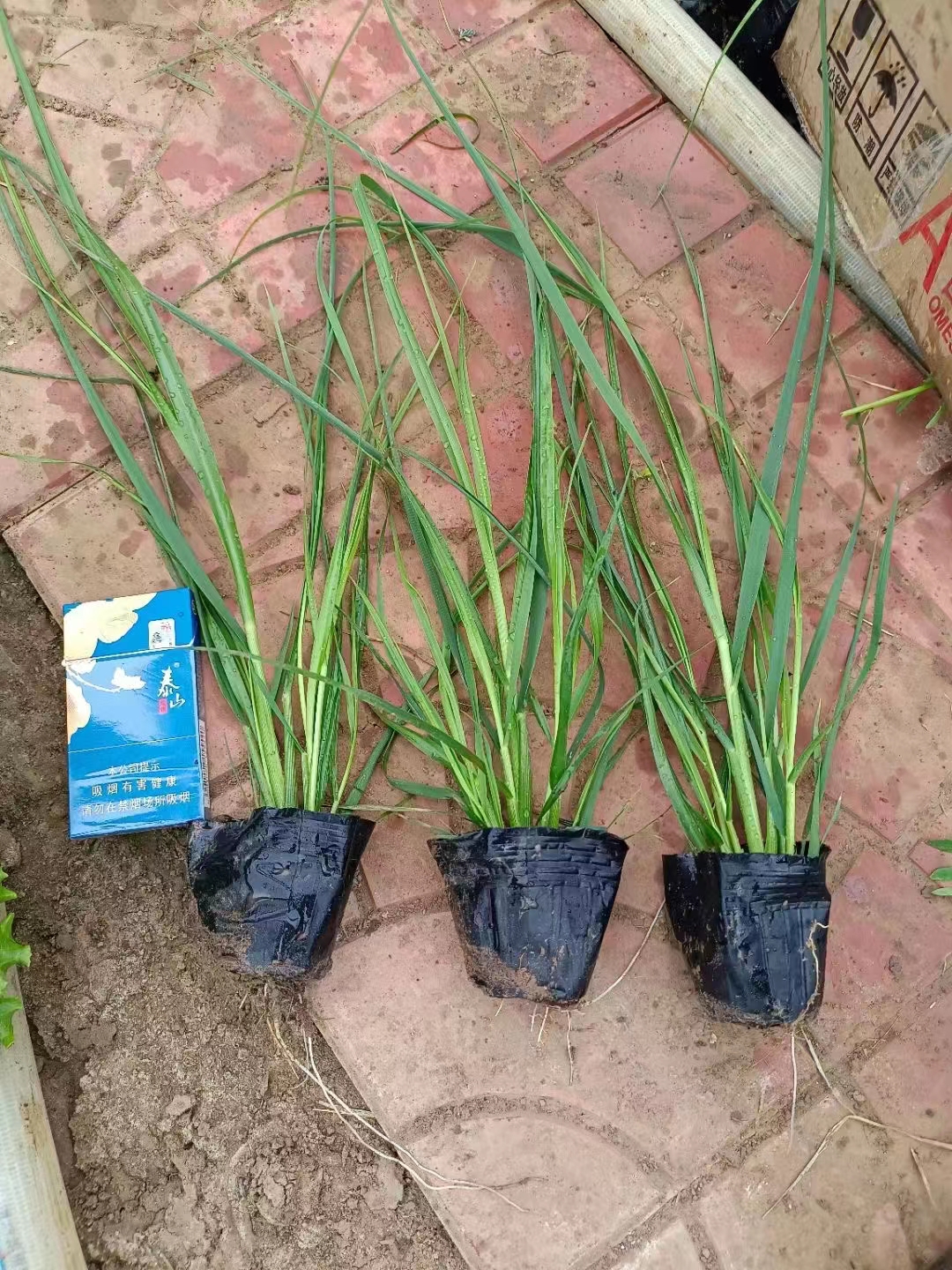 矮蒲苇种植方法和技巧