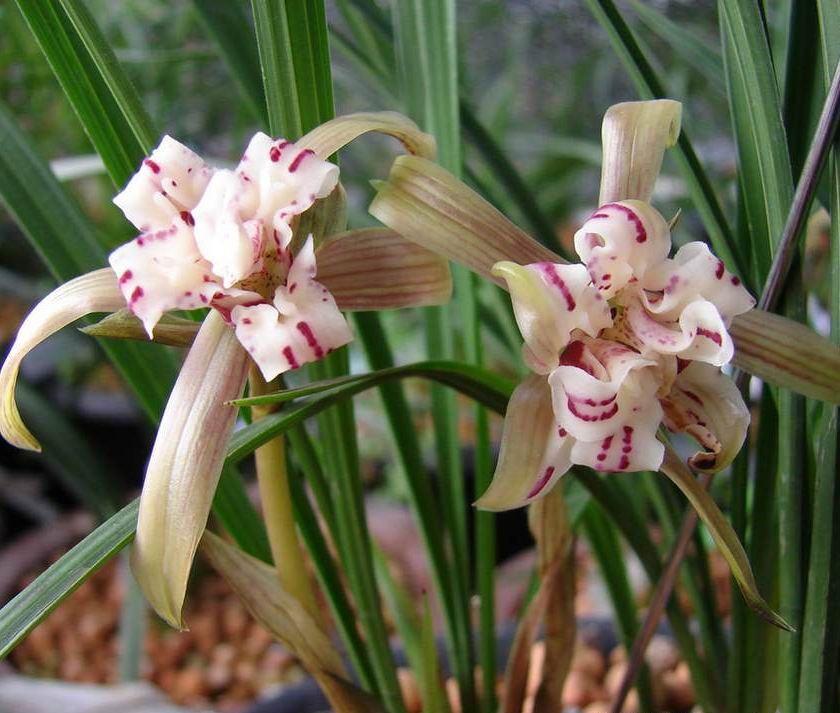 贵州发现一株兰花,确实很"高级",不因霜雪变色,人称最美兰花