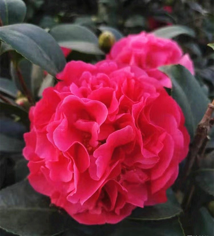 今年福建花展的"花魁",花径15厘米,以颜值和香味赢得第一