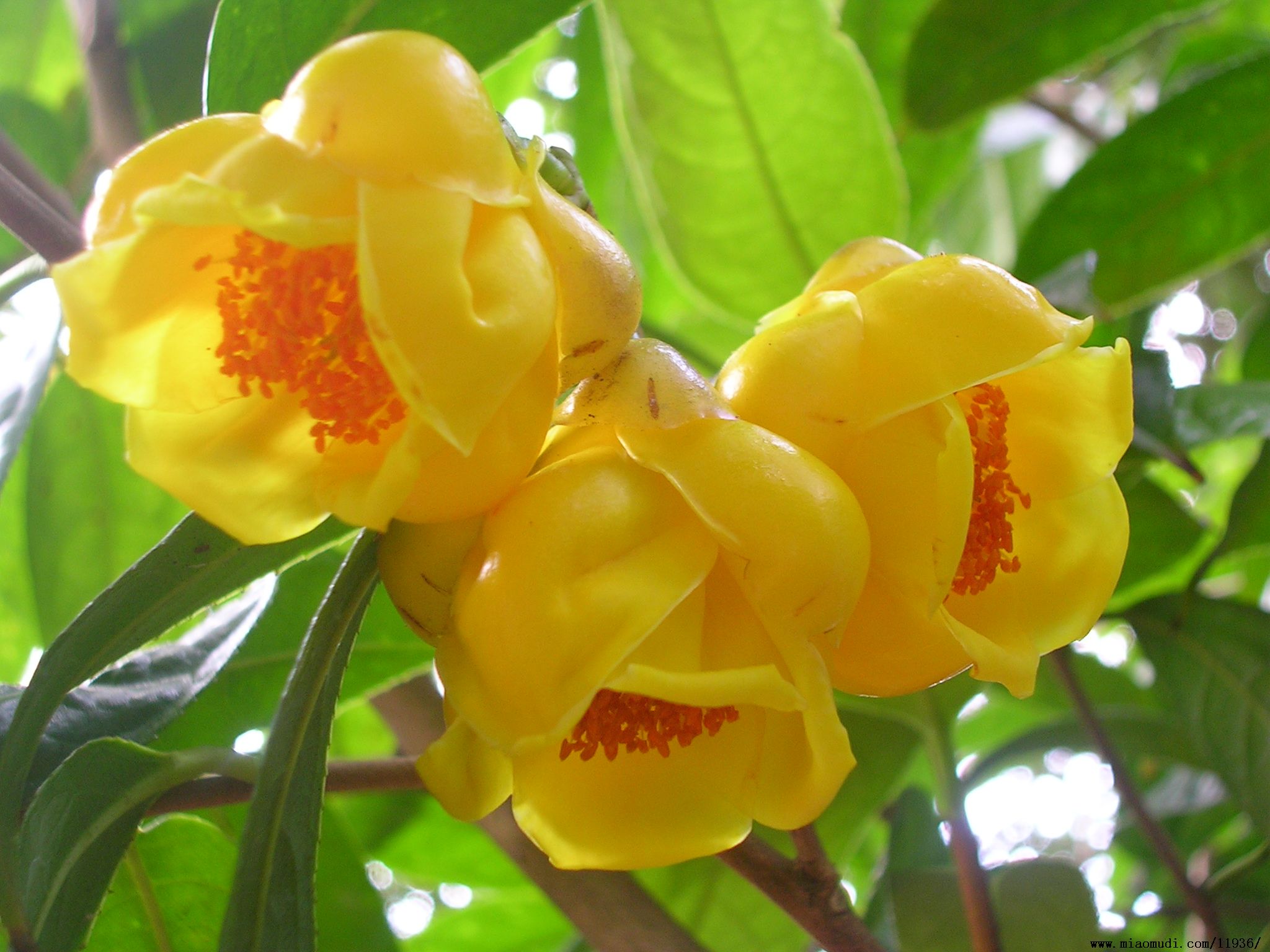 广西发现一株"极品"茶花,花苞杯口大,不仅能看,而且味道鲜美