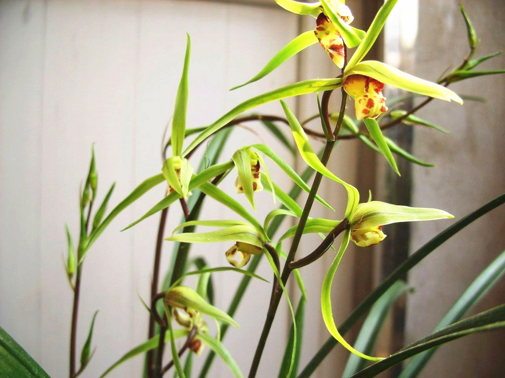 此兰被誉为"国宝",虽比较小众,但颜值很高,优秀到没缺点