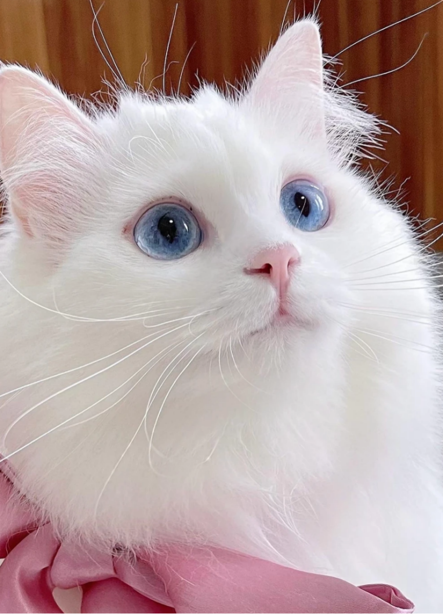 2025世界十大顶级猫粮品牌