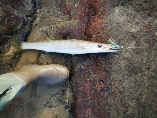 揭秘路亚海狼鱼和河豚鱼的惊人秘密!