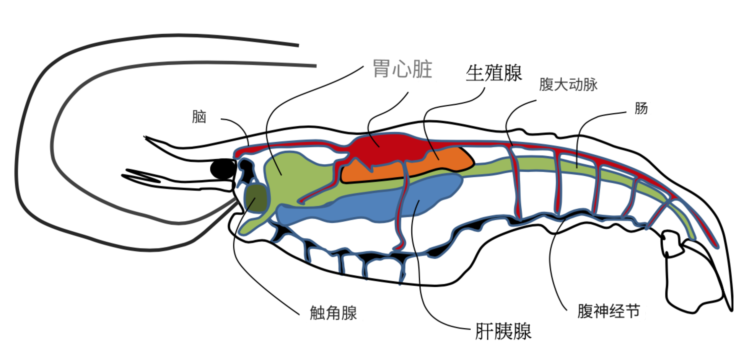 虾的内脏位置图解