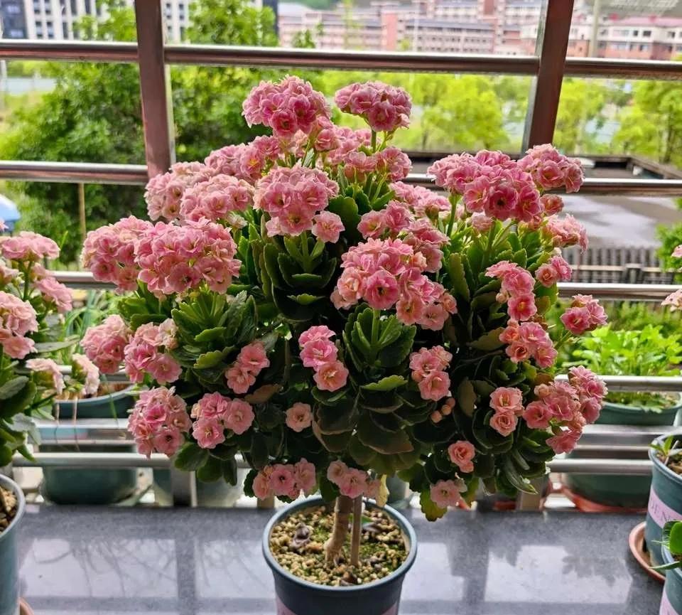 养长寿花,注意一点,鲜艳多姿,叶色油绿,开成我们的梦中情花!