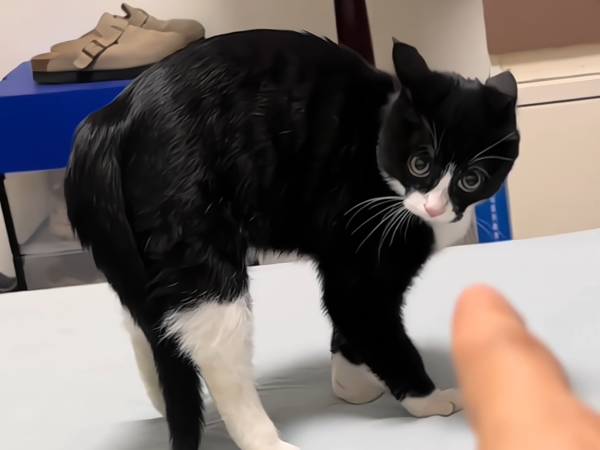 猫咪弓背的6个原因:从撒娇到求救的6种摩斯密码,都暗藏玄机