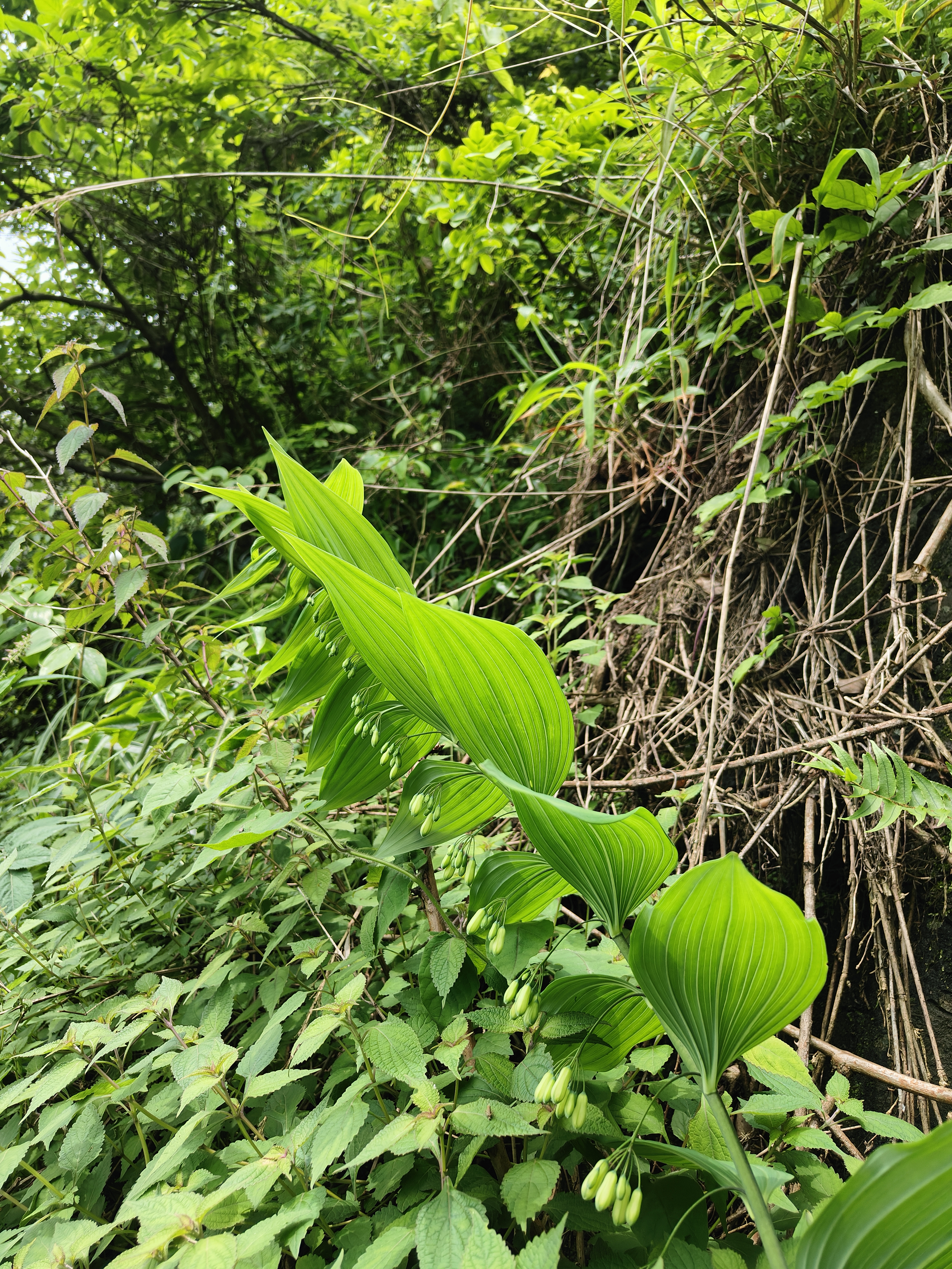野生黄精,一种深受中医药界青睐的草本植物,其形态独特,生长环境特殊