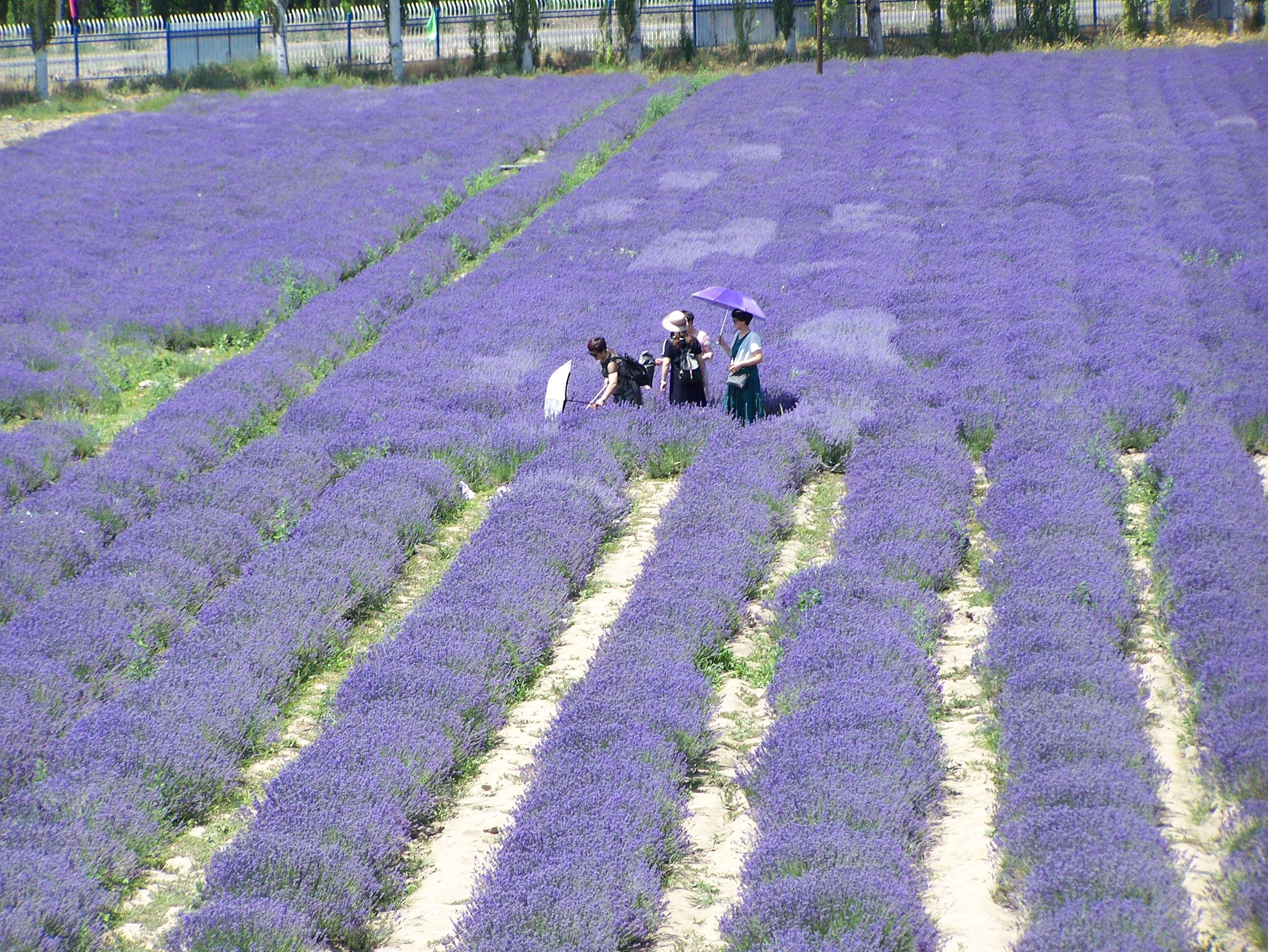 霍城薰衣草基地:中国薰衣草之乡的紫色浪漫