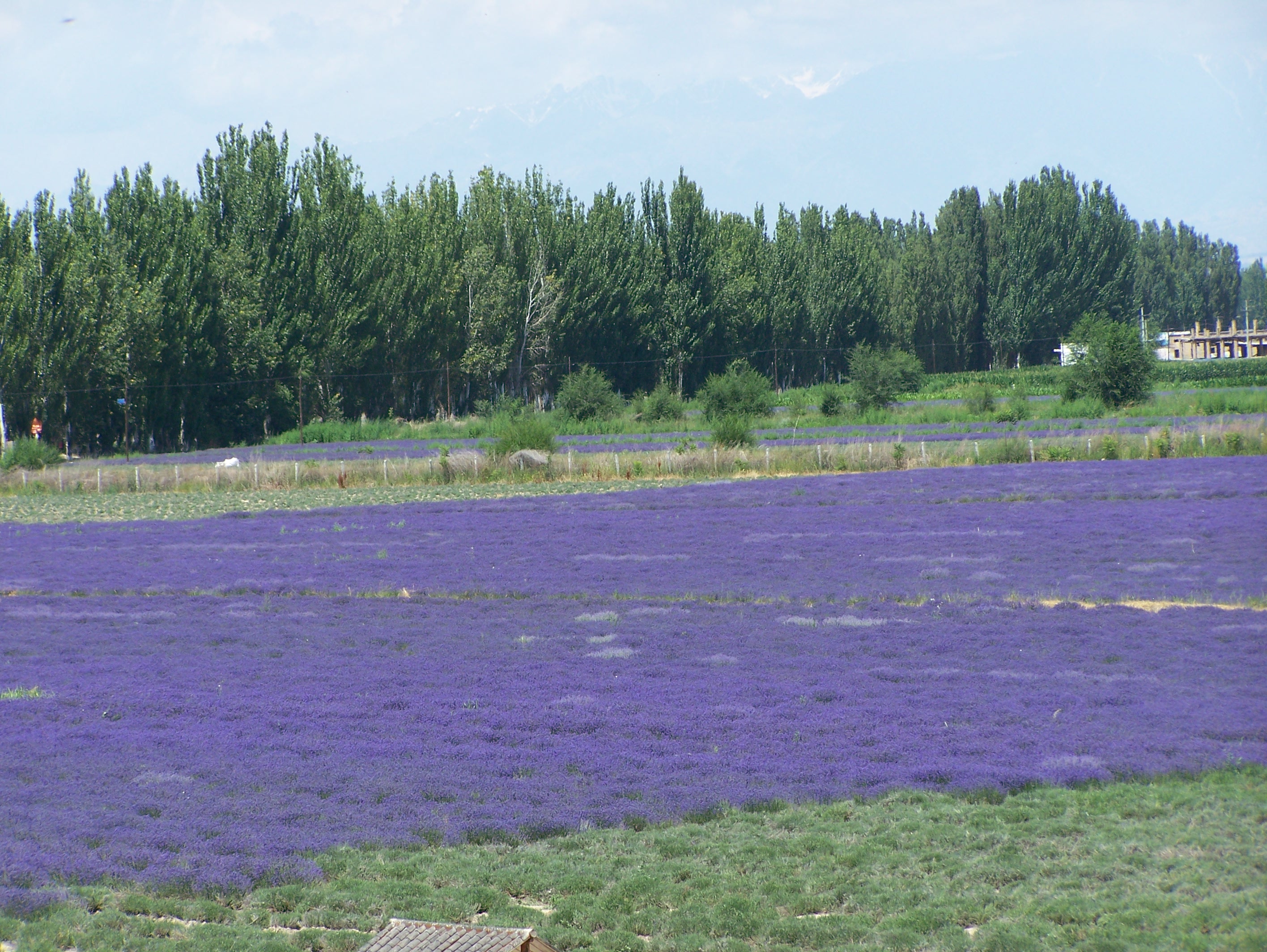 霍城薰衣草基地:中国薰衣草之乡的紫色浪漫