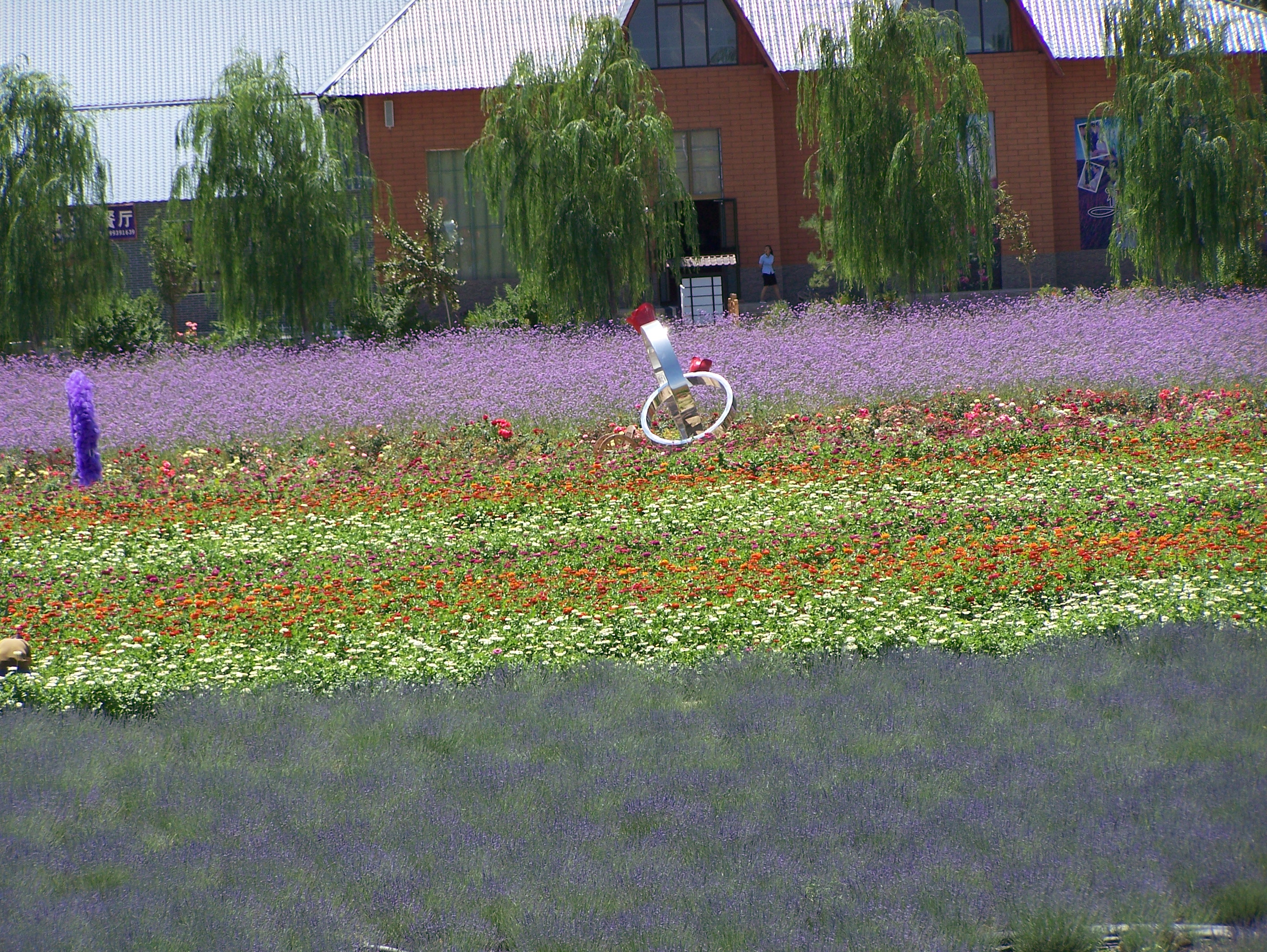 霍城薰衣草基地:中国薰衣草之乡的紫色浪漫