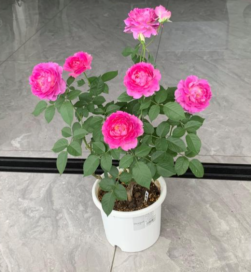 天方夜谭月季,花型独特,浓郁的柠檬香,抗病性强,你值得拥有