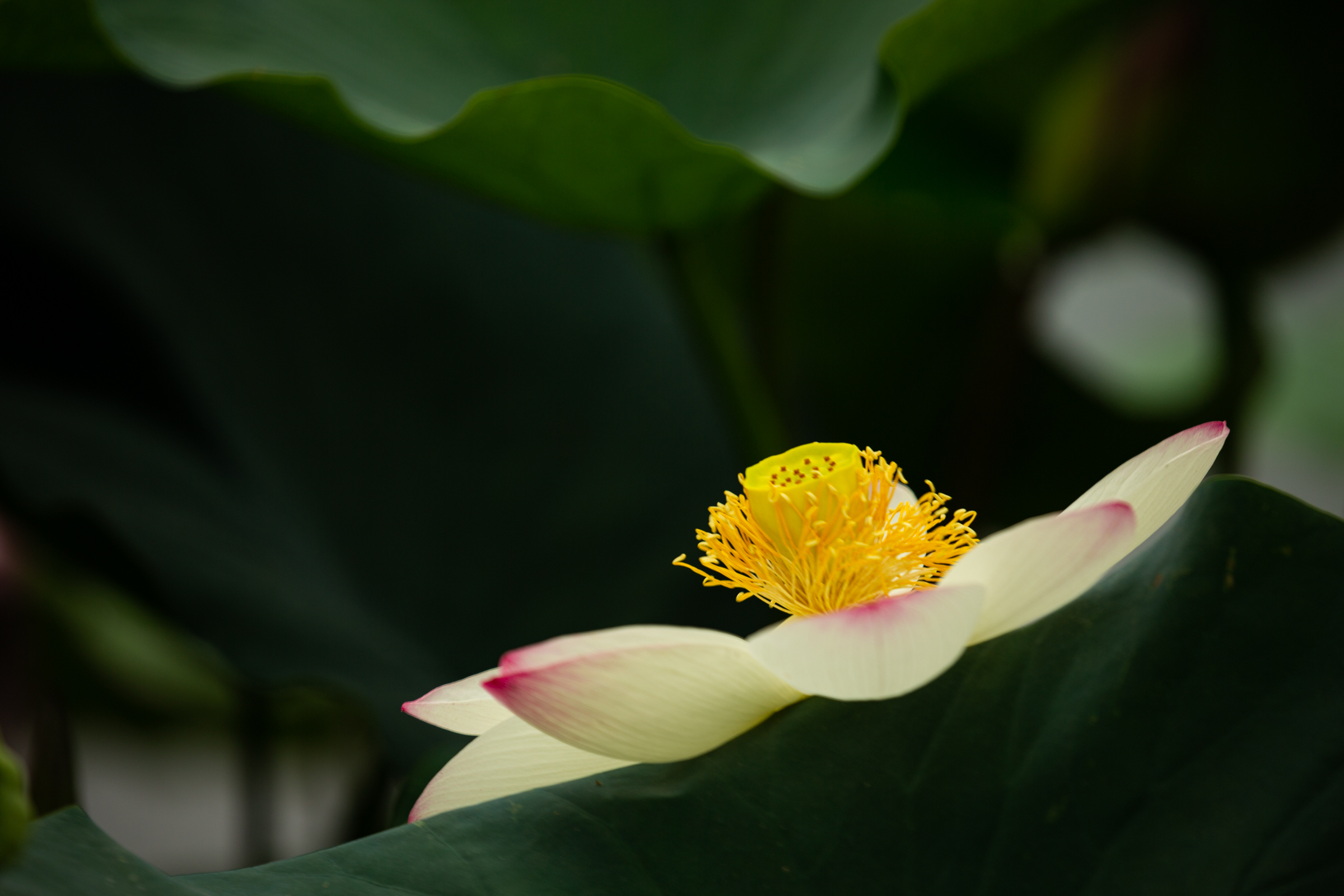 《荷开仲夏2》摄影:王乾奎;编辑:高菡