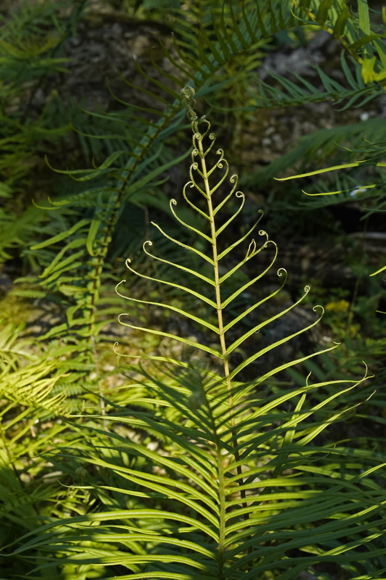 "蕨蕨子!"在科学界引起轰动的——蜈蚣草