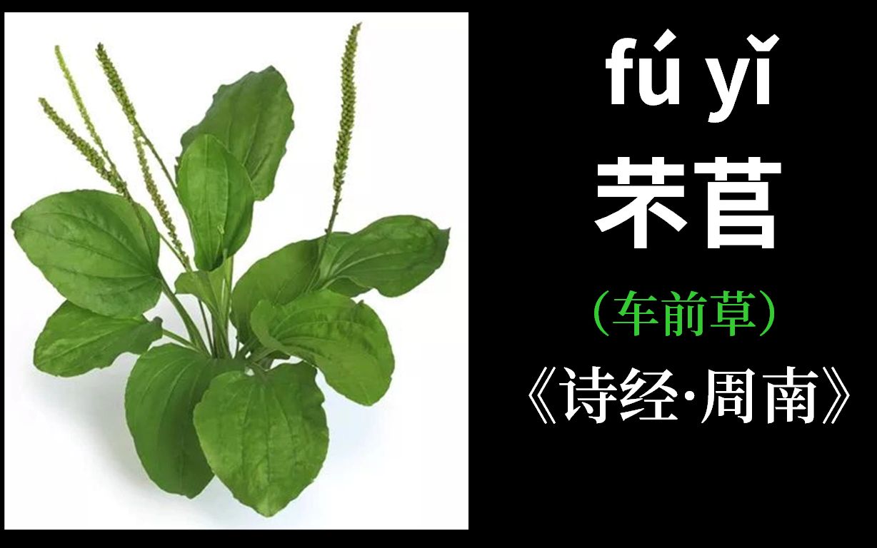 诗经《芣苢》探源