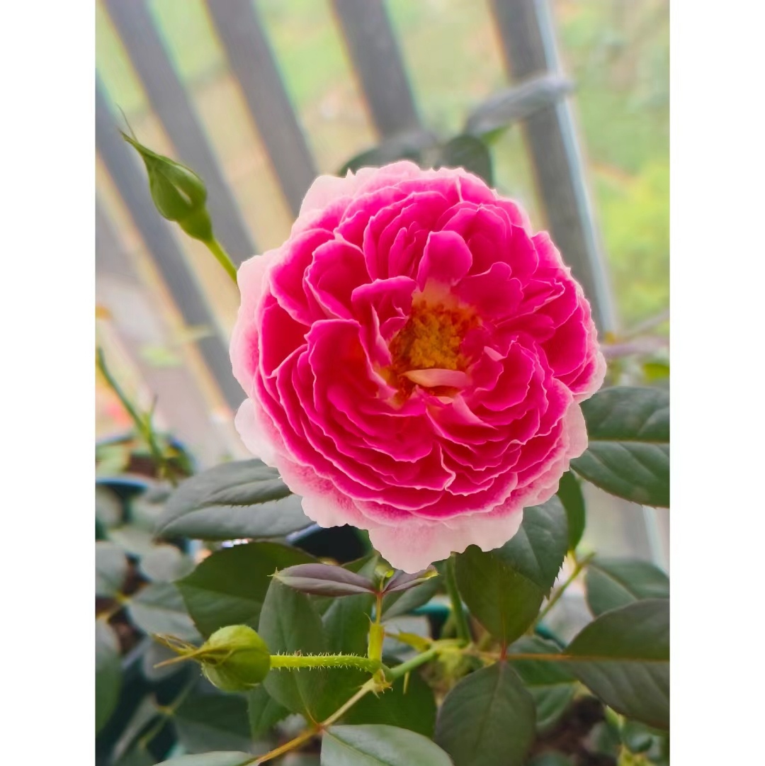 根西,月季世界一个很奇异的存在