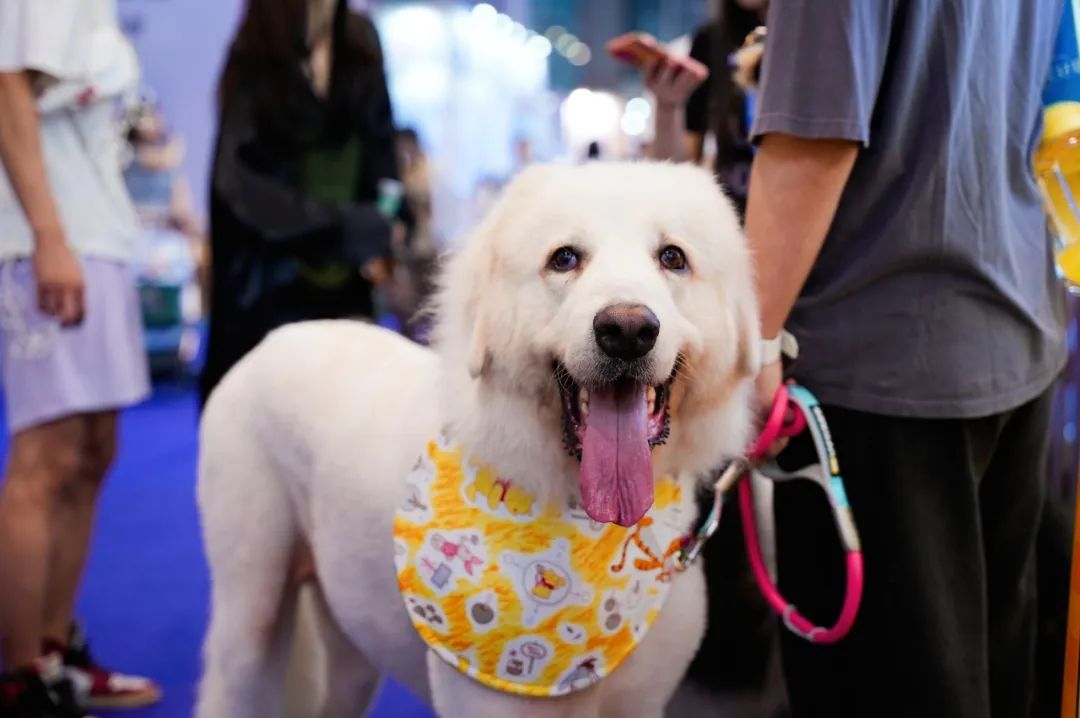 潮宠展再添新展，福州宠物展将于10月盛装亮相！