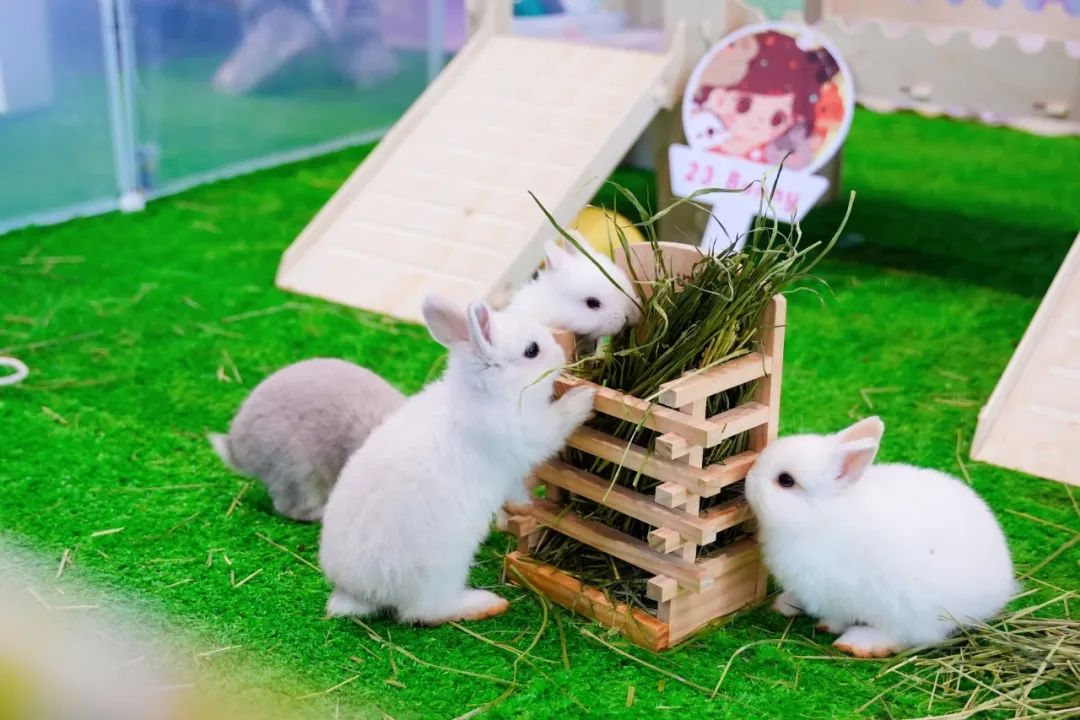 潮宠展再添新展，福州宠物展将于10月盛装亮相！