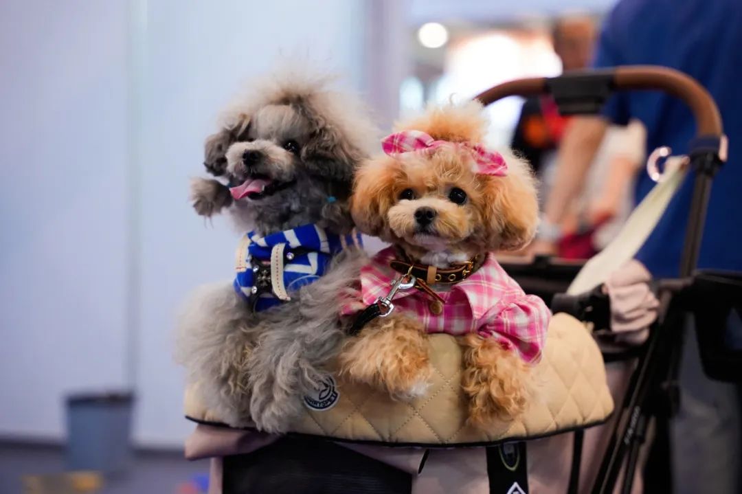 潮宠展再添新展，福州宠物展将于10月盛装亮相！