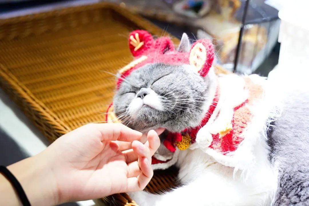 潮宠展再添新展，福州宠物展将于10月盛装亮相！