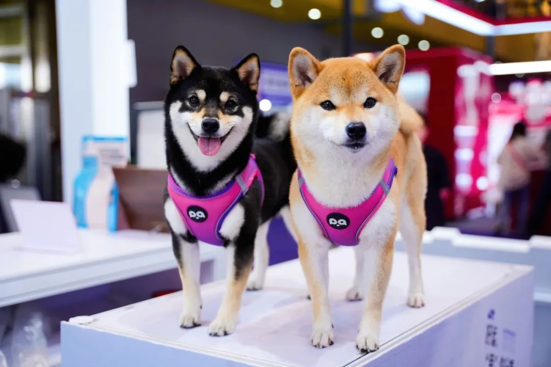 潮宠展再添新展，福州宠物展将于10月盛装亮相！