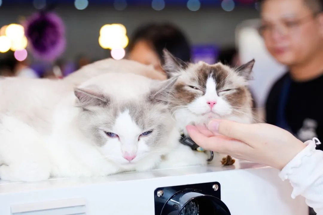 潮宠展再添新展，福州宠物展将于10月盛装亮相！