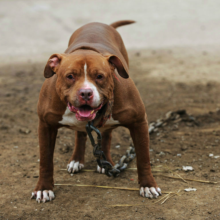 十大嗅觉猎犬排名图片