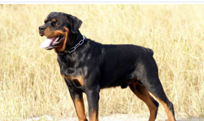 你是否曾经好奇过,没有尾巴的狗是什么品种?